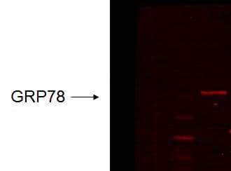 HSPA5 / GRP78 / BiP Antibody (clone 6H4-2G7)