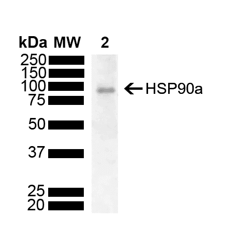 HSP90AA / HSP90 Alpha Antibody (clone M10E3R, Biotin)