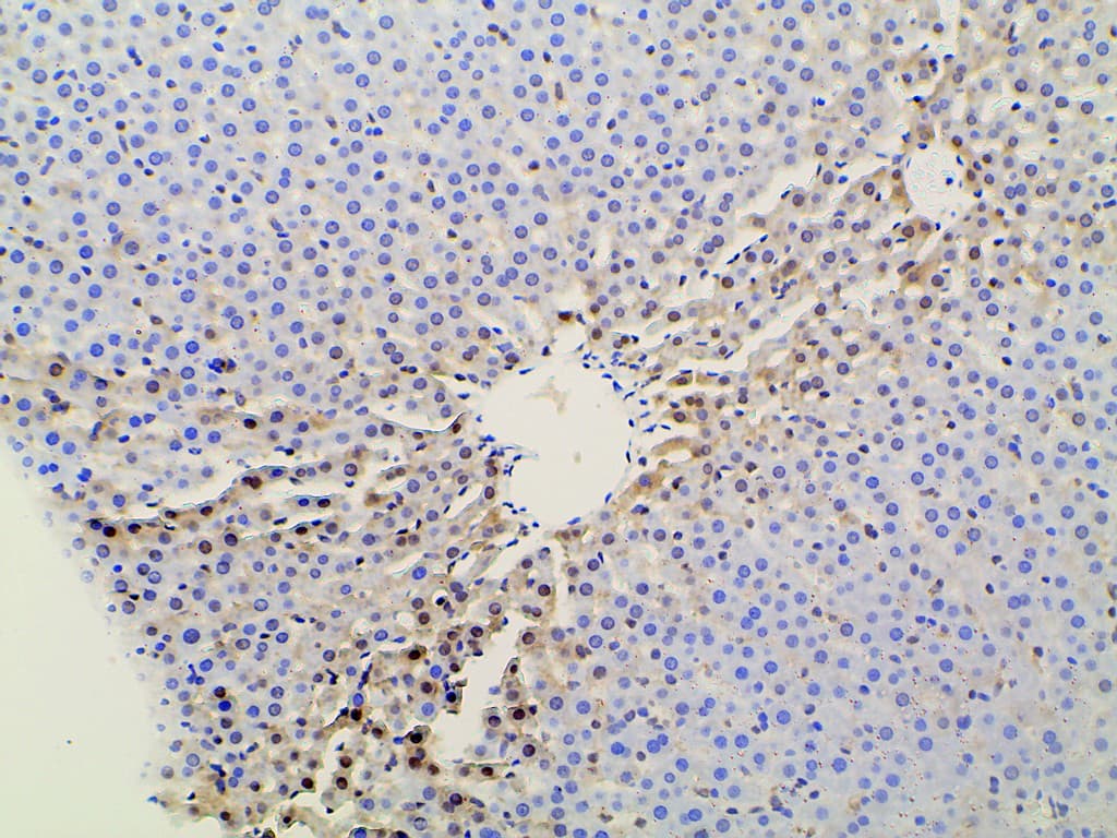 EFNB2 / Ephrin B2 Antibody