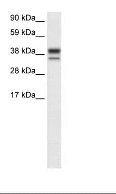 MAPK14 / p38 Antibody (C-Terminus)