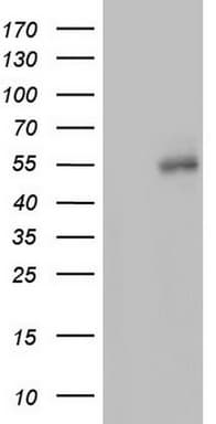 HYPE / FICD Antibody (aa61-265, clone OTI3G3)