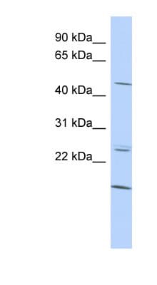 BARHL2 Antibody (aa215-264)