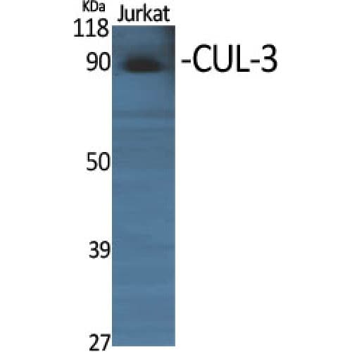 Polyclonal Rabbit anti-Human CUL3 / Cullin 3 Antibody (1-80 aa, N-terminal, IHC, WB)