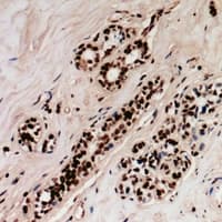 Polyclonal Rabbit anti-Human RAD9A / RAD9 Antibody (IHC, IF, WB)
