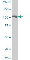 MARS Antibody (clone 5G5)