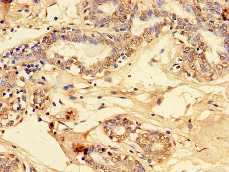 LOC100131801 Antibody