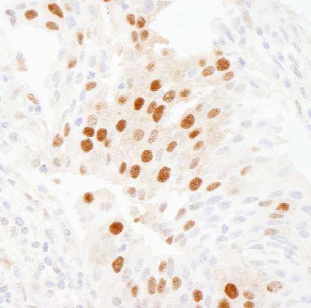WDR77 / MEP50 Antibody (aa292-342)