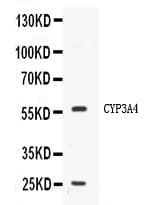 CYP3A4 / Cytochrome P450 3A4 Antibody