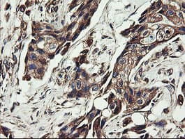 UBE2J1 Antibody (clone OTI1F6)