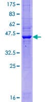 Human TMEM65 Protein (Recombinant GST)