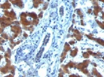 RBP1 / CRBP Antibody (clone RBP/872, Ready-to-Use)