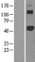 TRAF2 Protein (Over-Expression Lysate Myc-DDK (Flag))
