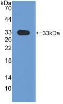 PRKAA1 / AMPK Alpha 1 Antibody (aa198-448, Biotin)