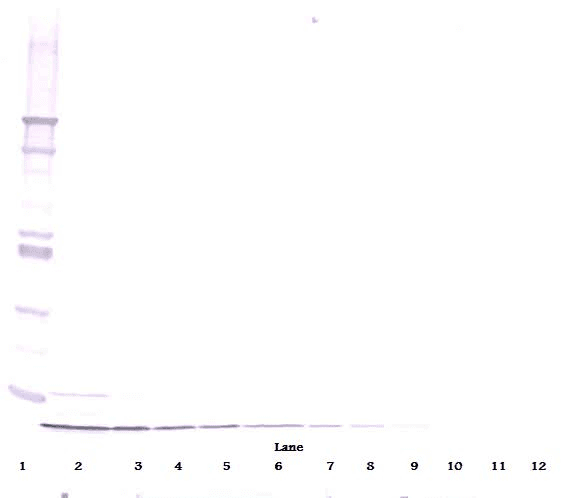 DEFB4A / BD-2 Antibody