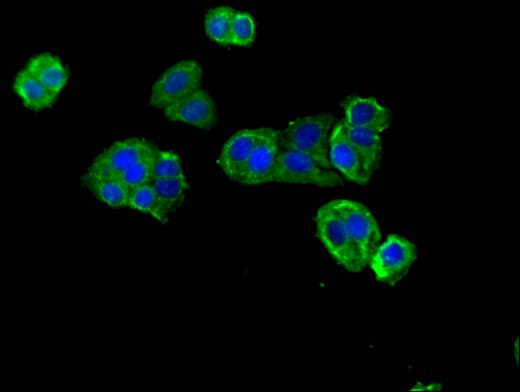 DNAH12 Antibody