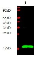 CGB / hCG Beta Antibody (Preservative Free, Biotin)