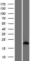 CRIP3 Protein (Over-Expression Lysate Myc-DDK (Flag))