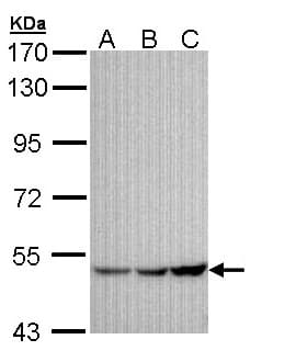 KCNJ3 / GIRK1 Antibody (aa248-501)
