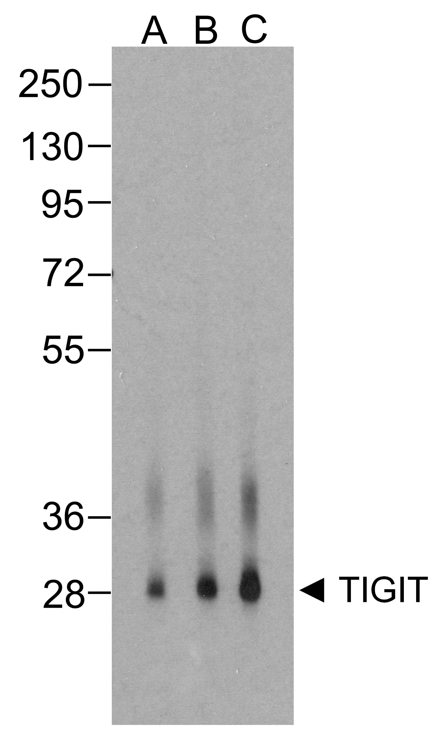 TIGIT Antibody (clone 4A11)
