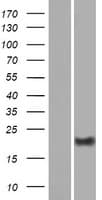 DPRX Protein (Over-Expression Lysate Myc-DDK (Flag))
