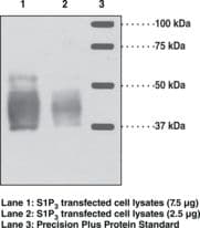 SIPR3 / EDG3 / S1P3 Antibody