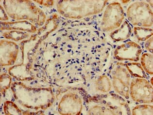 SP110 Antibody