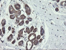 PHF7 Antibody (aa155-381, clone OTI1A2)