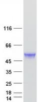 Human TBCEL / E-Like Protein (Recombinant Myc-DDK (Flag))