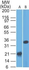PathPlus™ CD33 Antibody (aa42-159, clone 44M12D3)