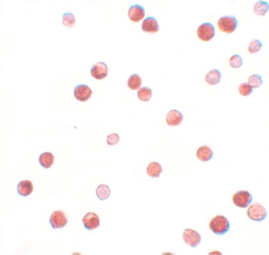 IHC-plus™ NLRP11 Antibody