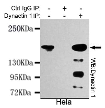 Monoclonal Mouse anti-Human DCTN1 / Dynactin 1 Antibody (WB)