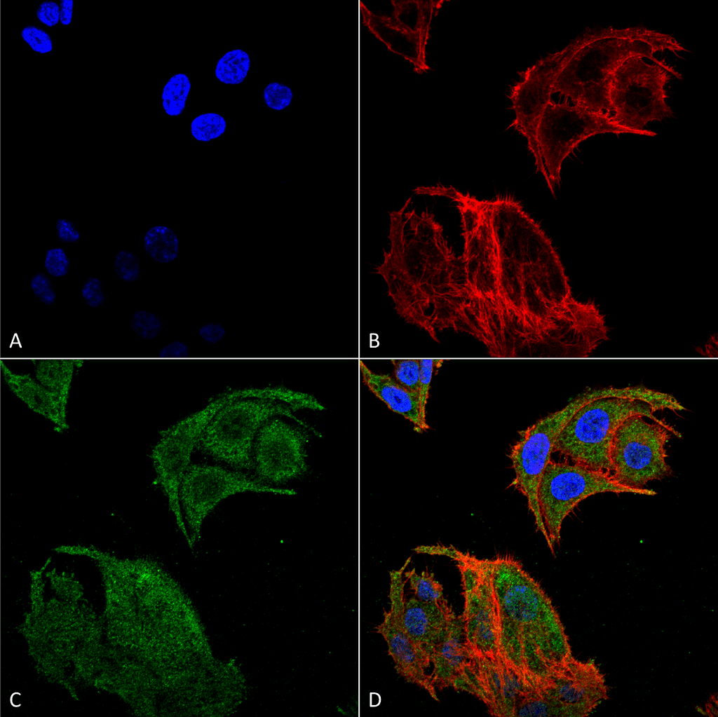 IRGM / LRG-47 Antibody