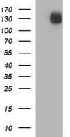 CD163 Antibody (clone OTI3C4)