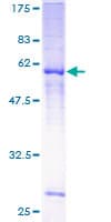 Human MRGPRF Protein (Recombinant GST)