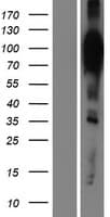 HCN2 Protein (Over-Expression Lysate Myc-DDK (Flag))