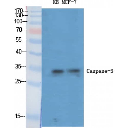 CASP3 / Caspase 3 Antibody (90-170 aa)