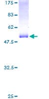 Human RTN3 / Reticulon 3 Protein (Recombinant GST)