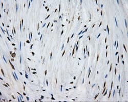 MCL1 / MCL 1 Antibody (clone OTI3B4)