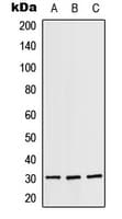 Polyclonal Rabbit anti-Human RPS4X Antibody (Internal, IF, WB)