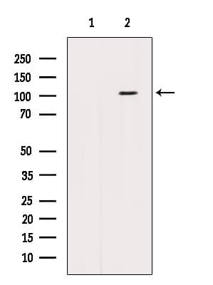 BBX Antibody