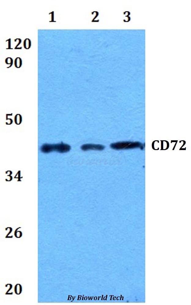 CD72 Antibody