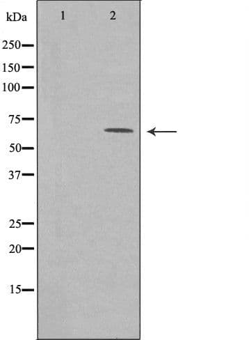 MEGF9 / EGFL5 Antibody