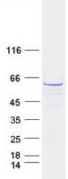 Human CCT3 Protein (Recombinant Myc-DDK (Flag))