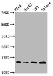 HIST1H2BN Antibody