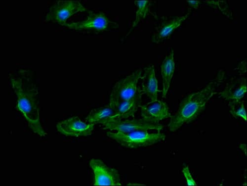 CDC37 Antibody