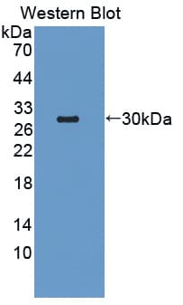 TRAF6 Antibody (aa254-475)