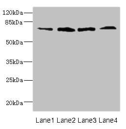 FLRT3 Antibody