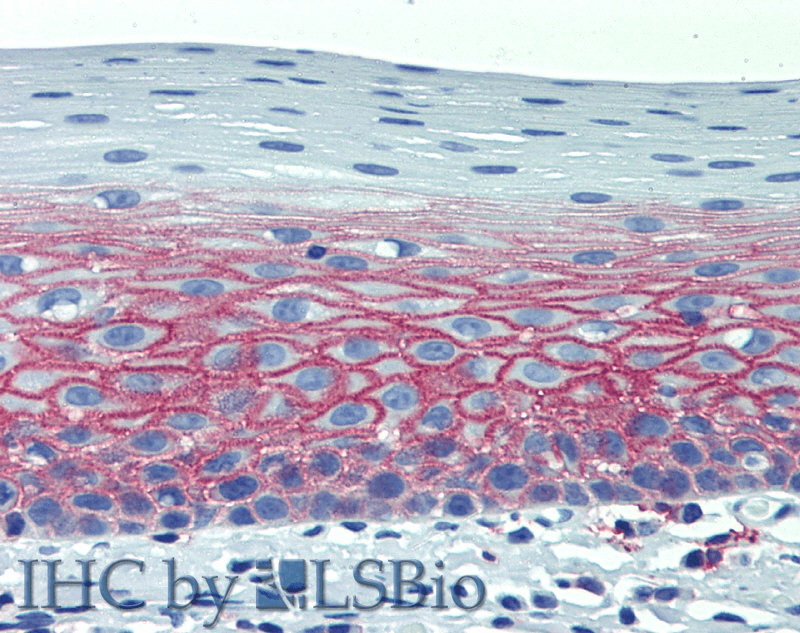 CD82 Antibody (clone C33, Low Endotoxin)
