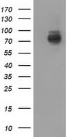 BCAP / PIK3AP1 Antibody (clone OTI7A12)