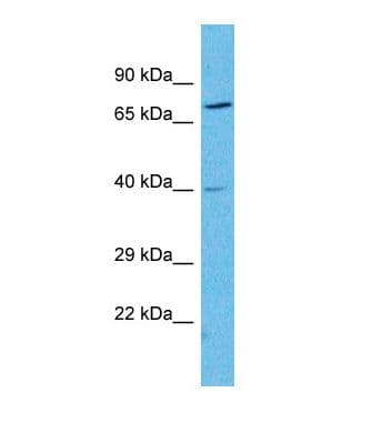 Polyclonal Rabbit anti-Human NPY2R Antibody (N-Terminus, WB)